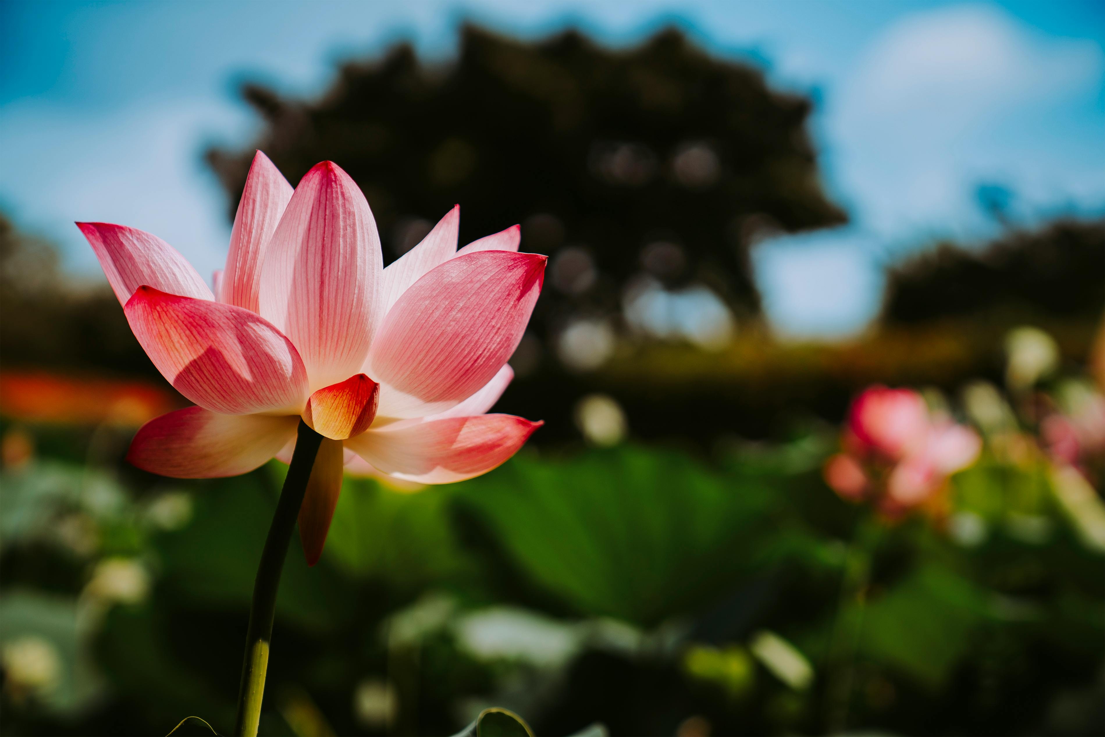 Tứ Diệu Đế